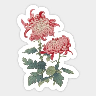 Pink Chrysanthemum 2 - Hasegawa - Traditional Japanese style - Botanical Illustration Sticker